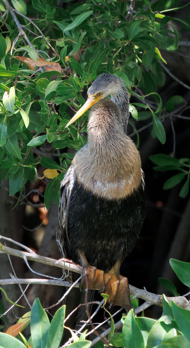 Anhinga - ML641583570