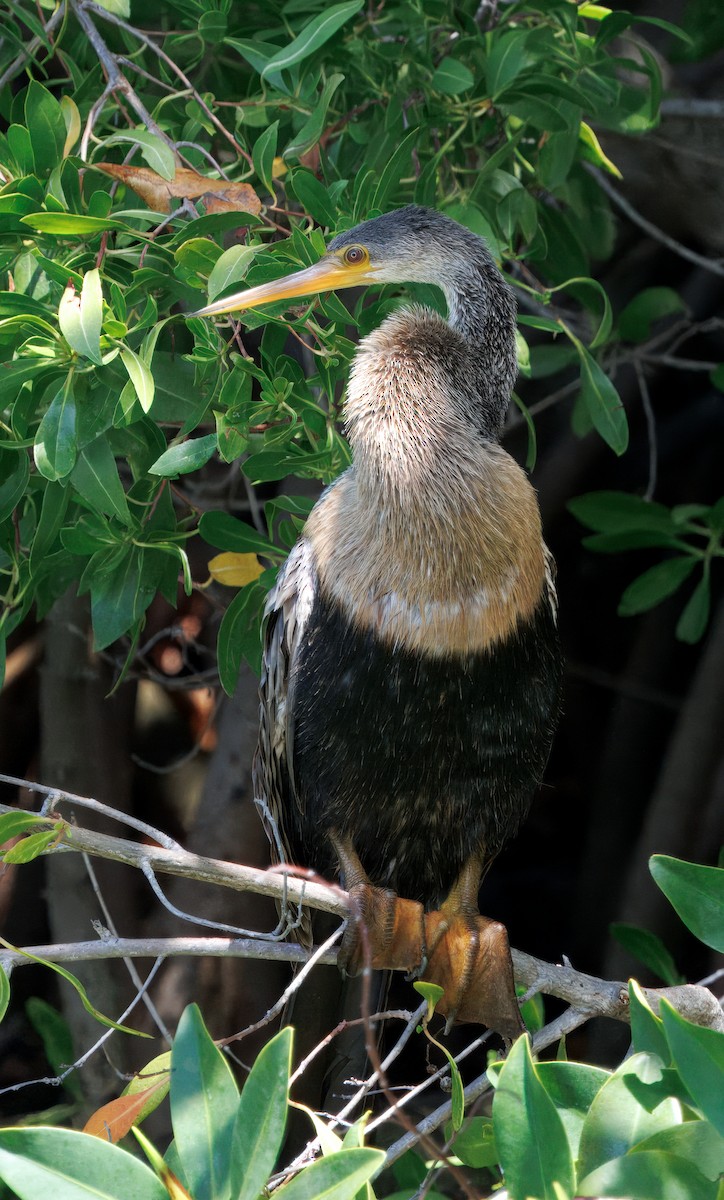 Anhinga - ML641583571
