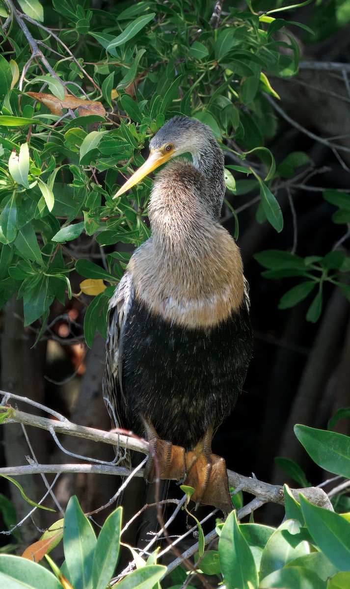 Anhinga - ML641583572