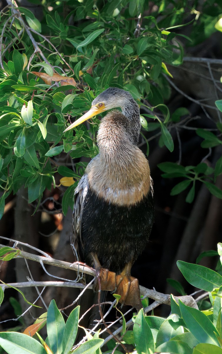 Anhinga - ML641583573