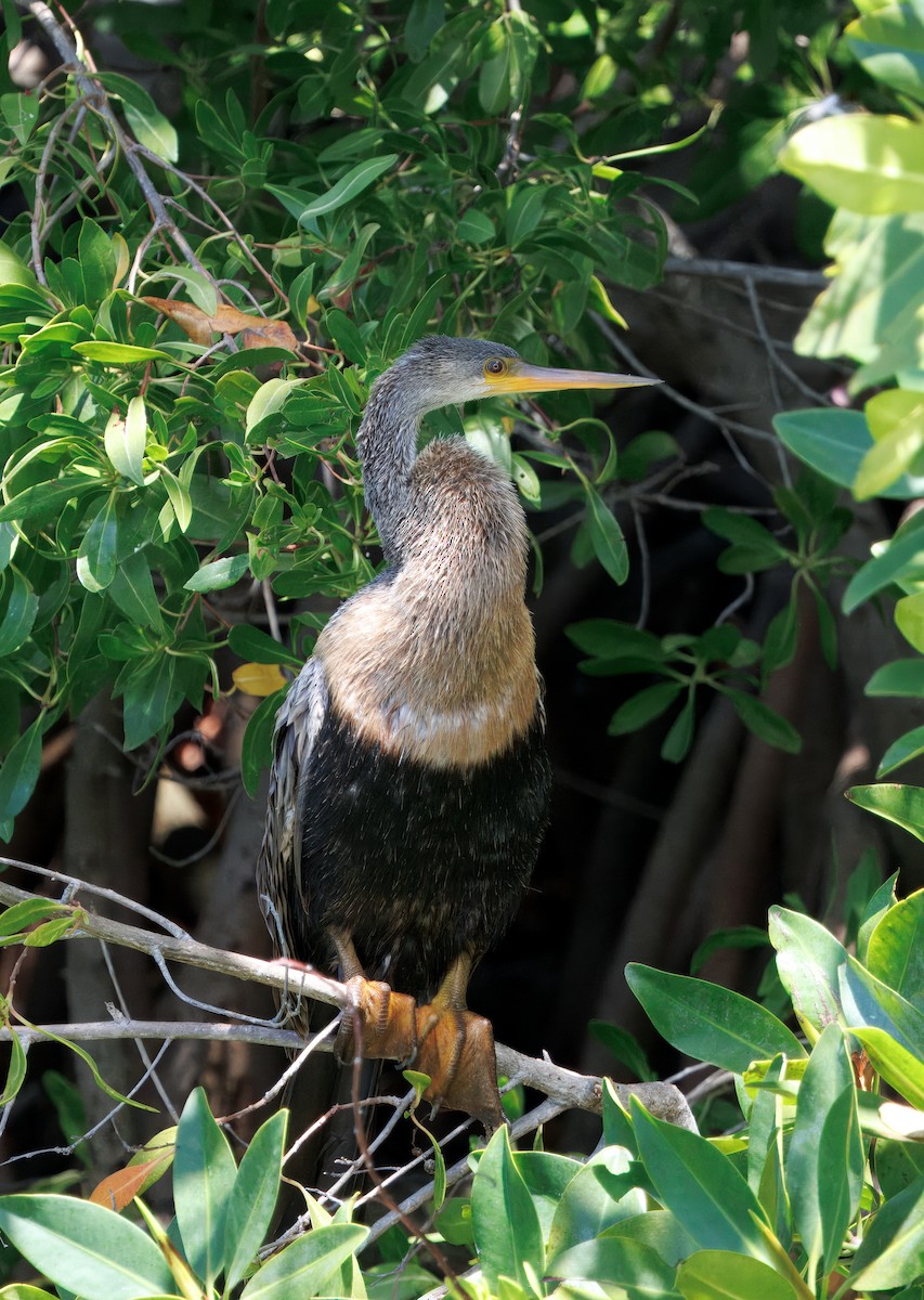 Anhinga - ML641583575