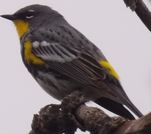 Yellow-rumped Warbler - ML641583600