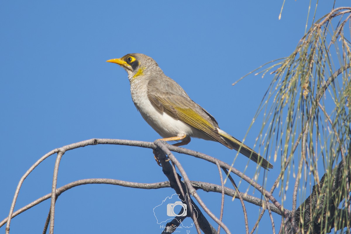 Желтогорлая манорина - ML641583603