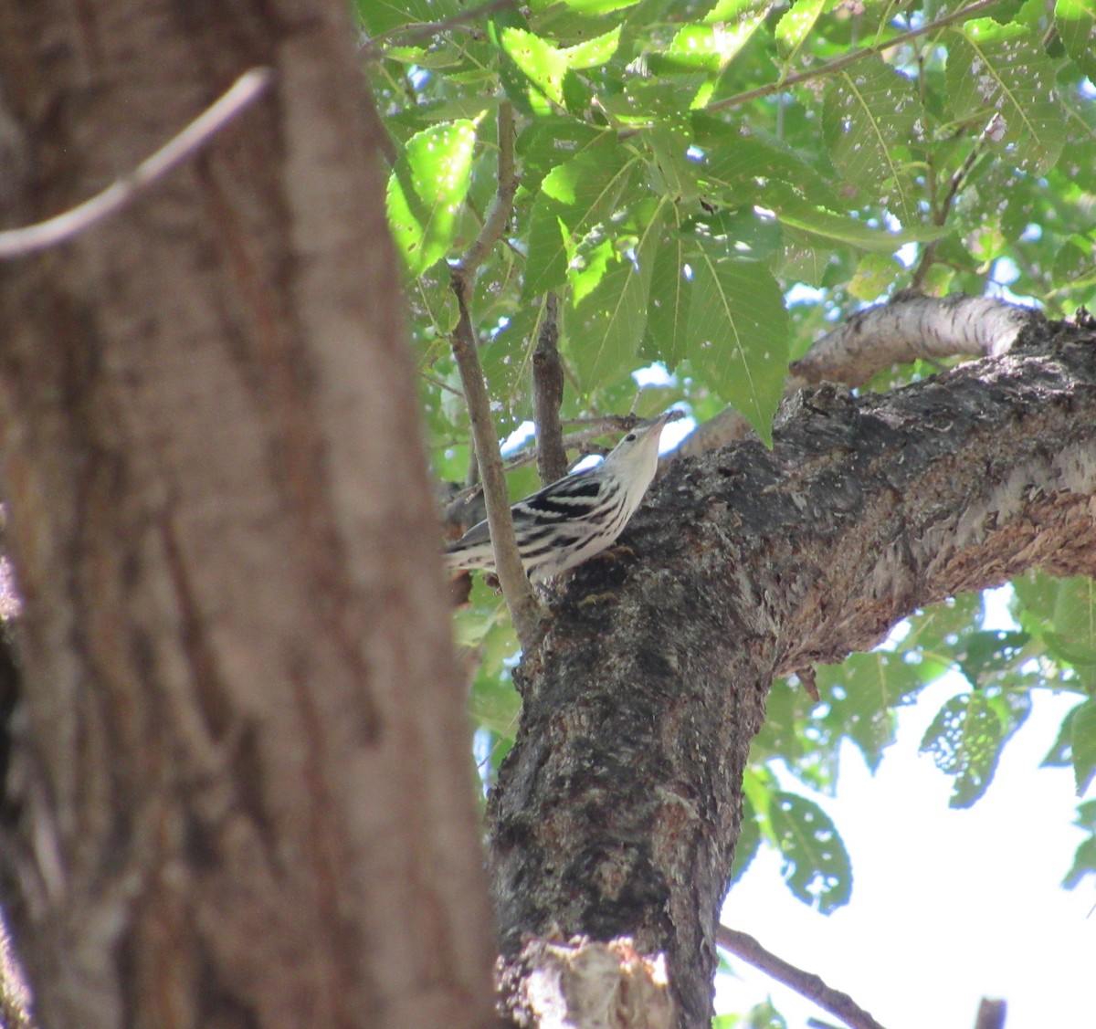 Black-and-white Warbler - ML641583625
