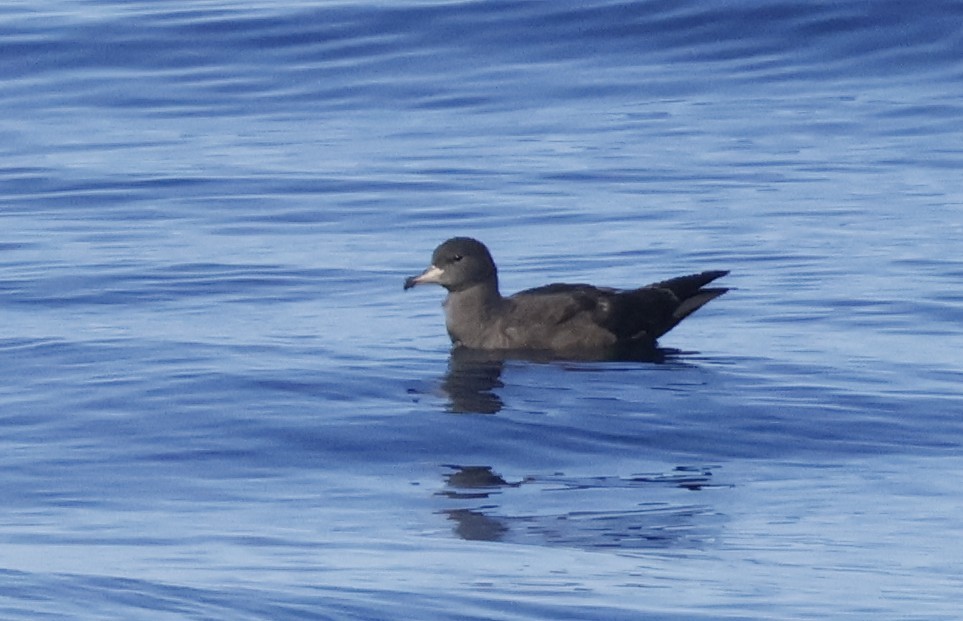 Flesh-footed Shearwater - ML641583626