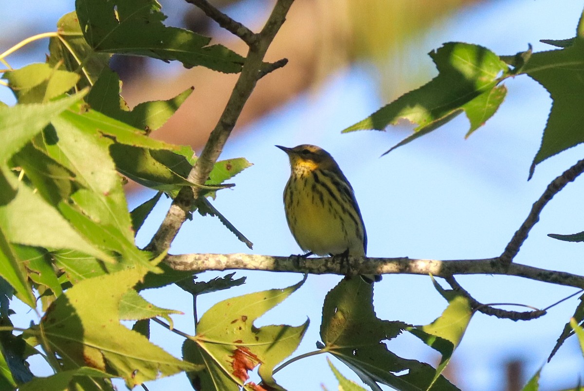 Cape May Warbler - ML641583631