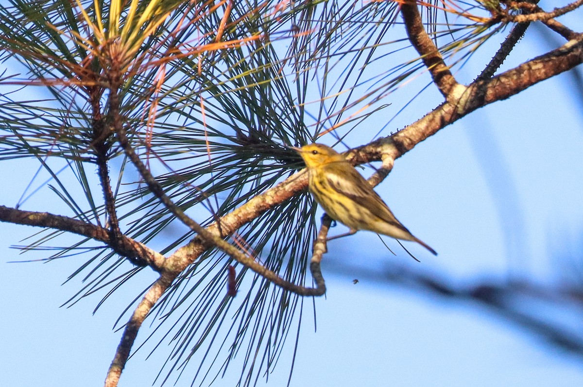 Cape May Warbler - ML641583632