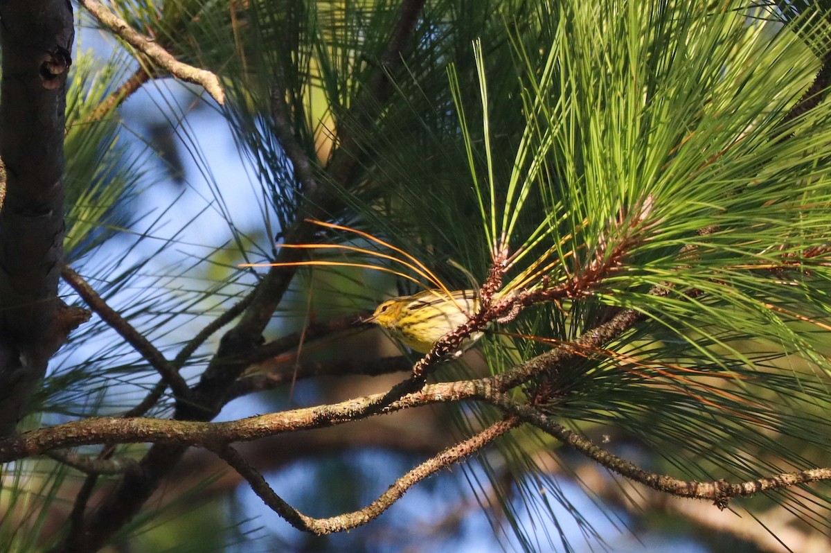 Cape May Warbler - ML641583633