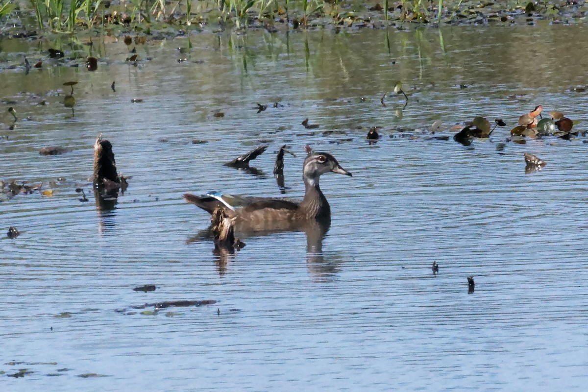 Wood Duck - ML641583674