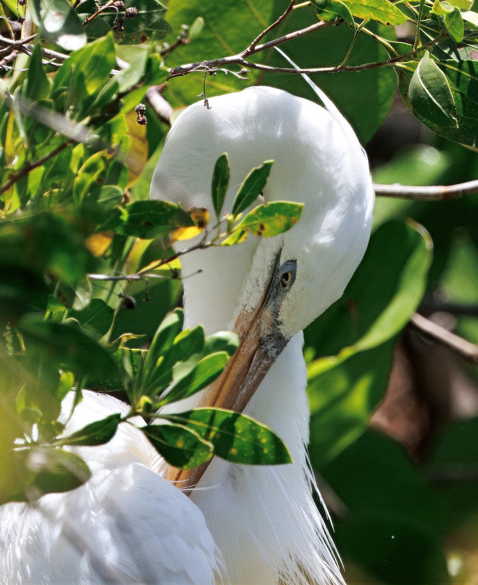 Great Blue Heron (Great White) - ML641583676
