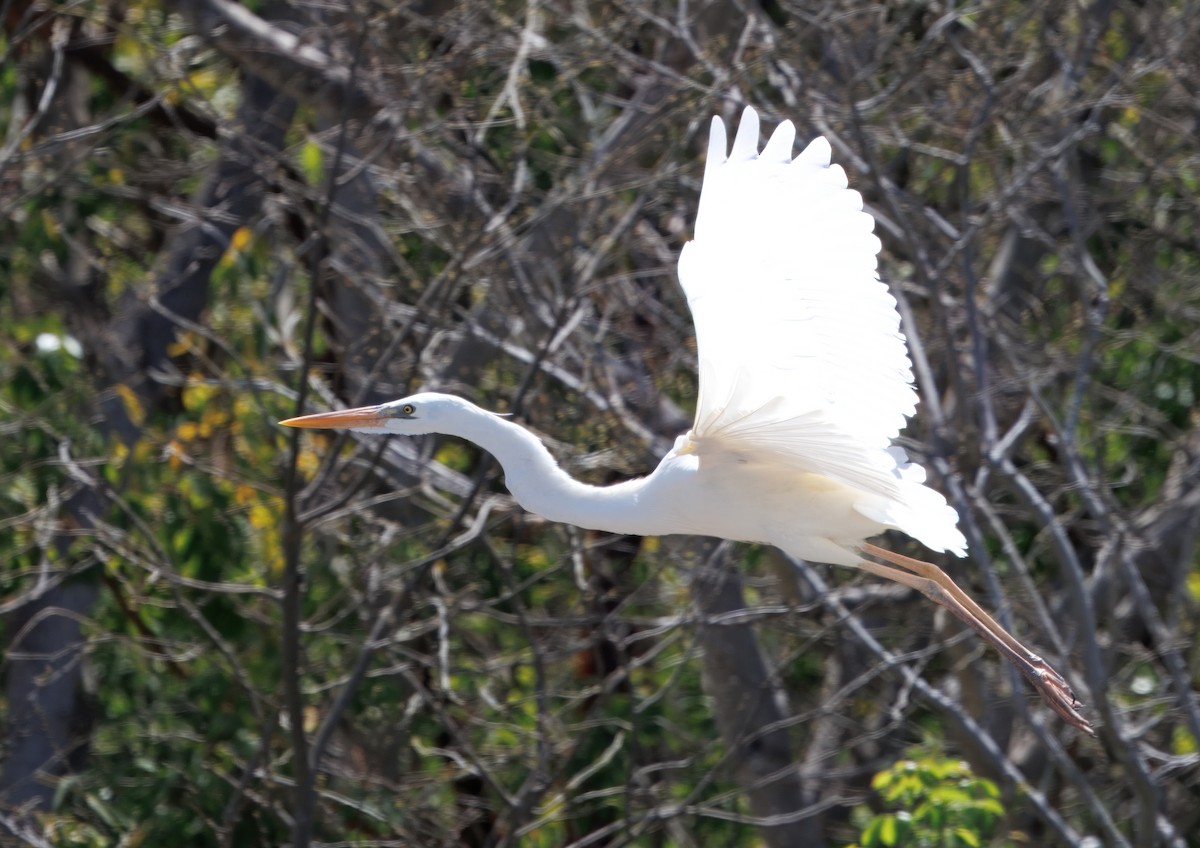 Great Blue Heron (Great White) - ML641583677