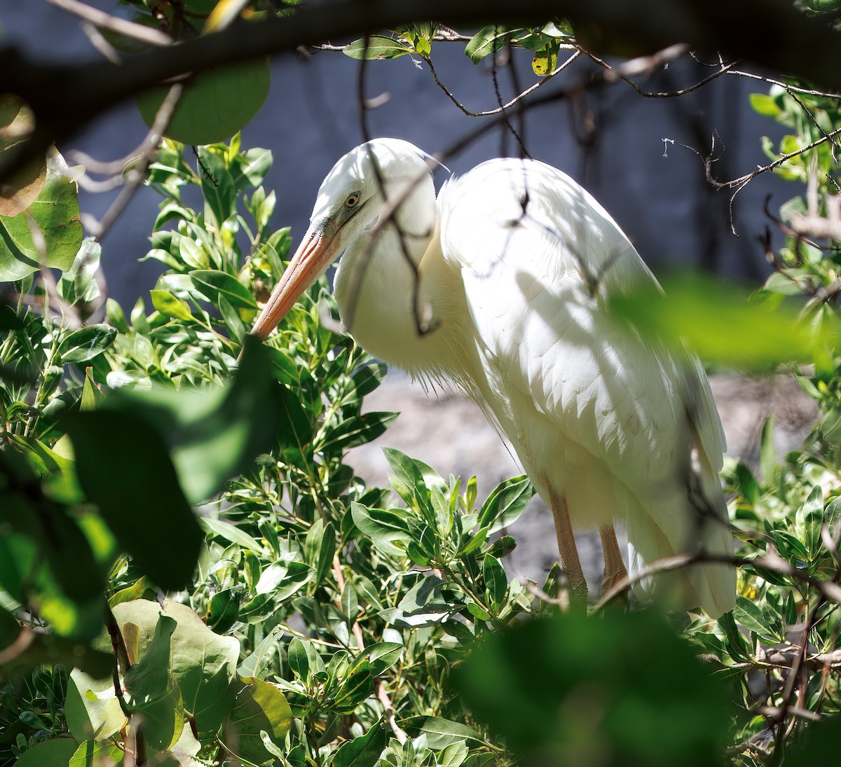 Great Blue Heron (Great White) - ML641583678