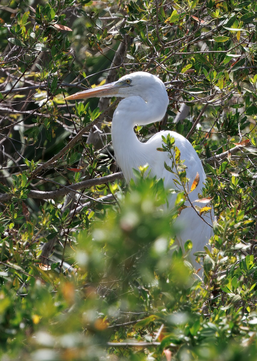 Great Blue Heron (Great White) - ML641583679