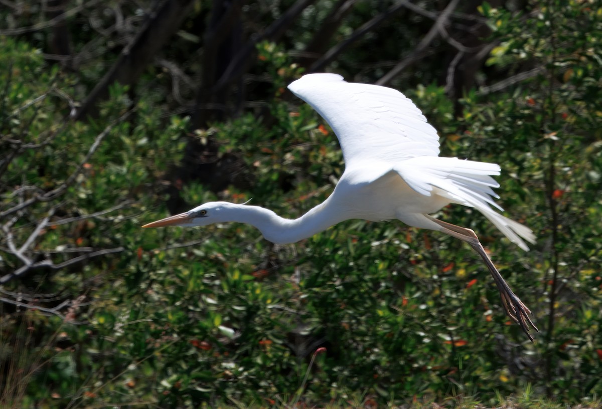 Great Blue Heron (Great White) - ML641583680