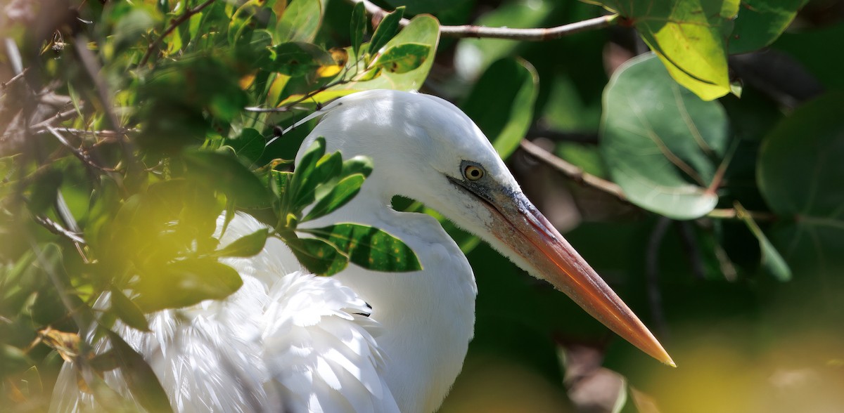 Great Blue Heron (Great White) - ML641583682