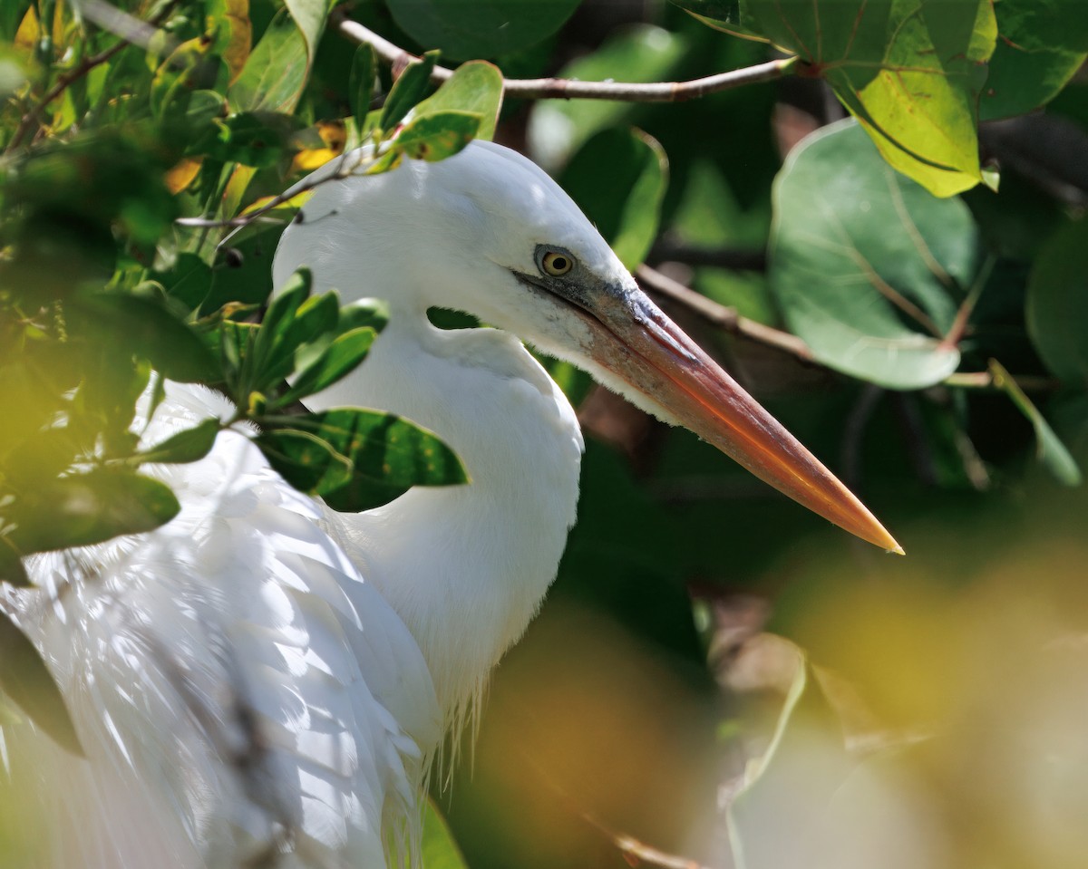 Great Blue Heron (Great White) - ML641583683