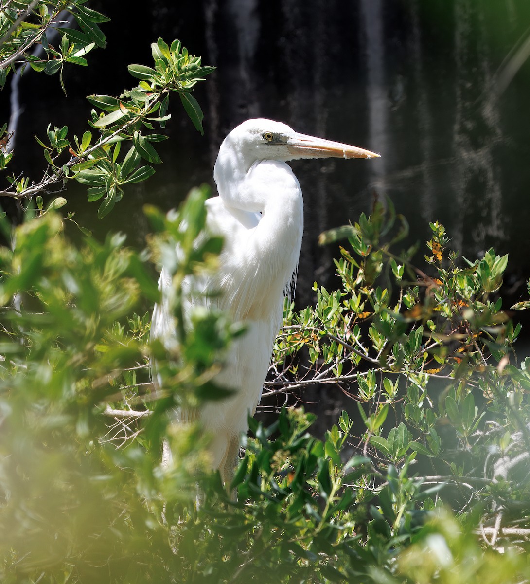 Great Blue Heron (Great White) - ML641583684