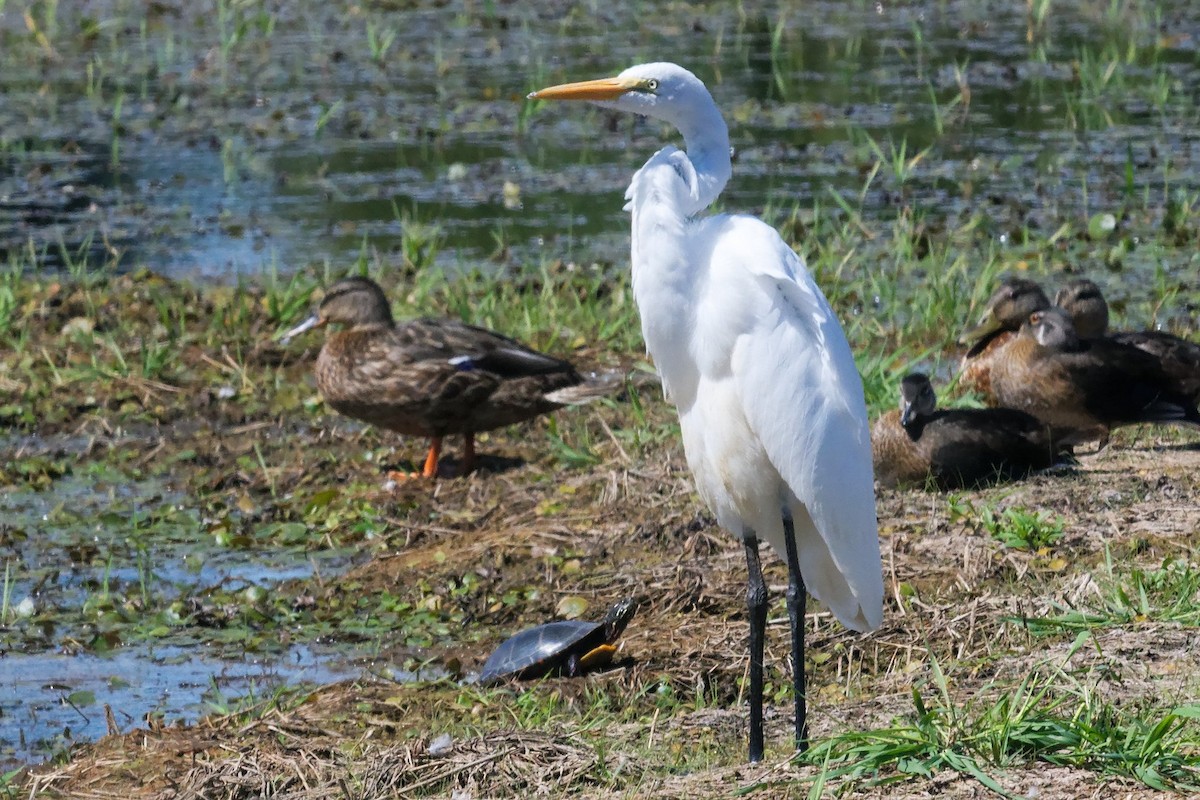 Great Egret - ML641583685