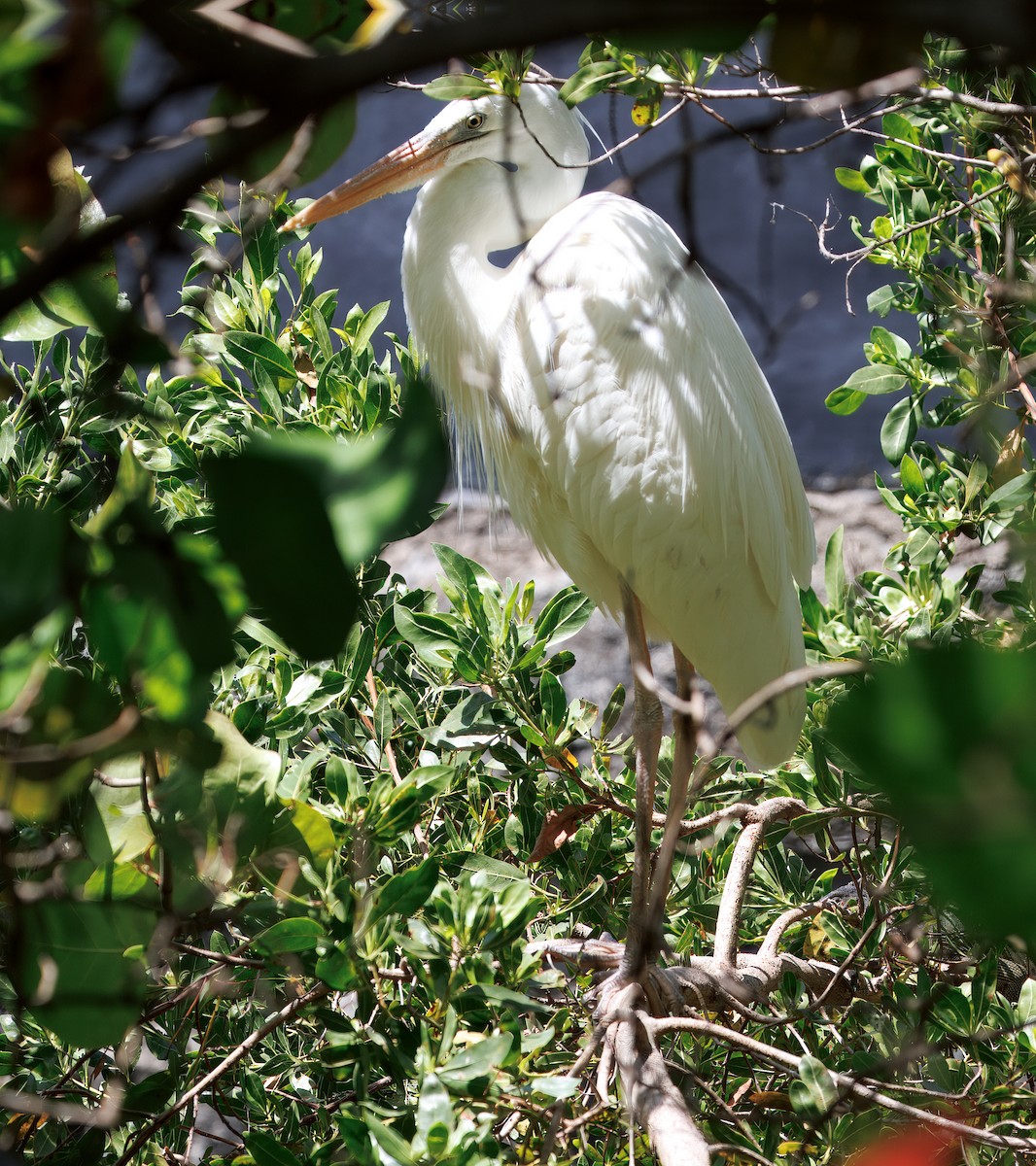 Great Blue Heron (Great White) - ML641583689