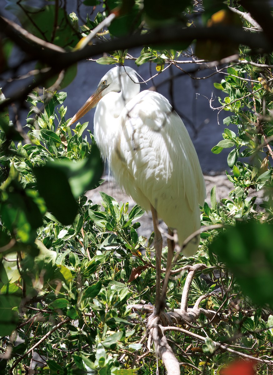 Great Blue Heron (Great White) - ML641583690