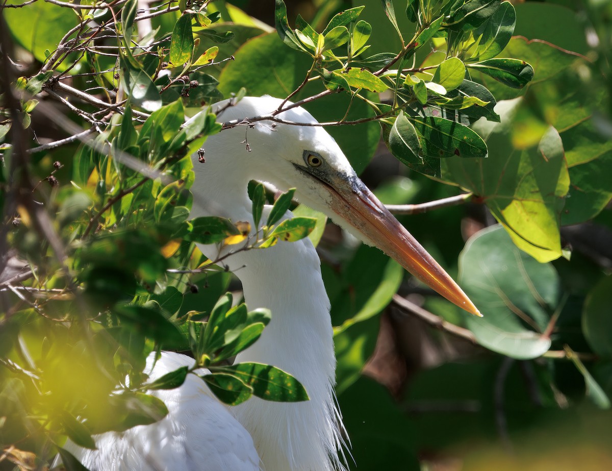 Great Blue Heron (Great White) - ML641583691