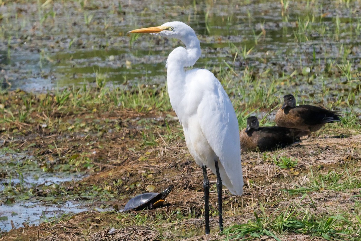 Great Egret - ML641583696