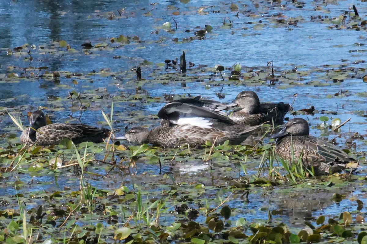 Blue-winged Teal - ML641583715