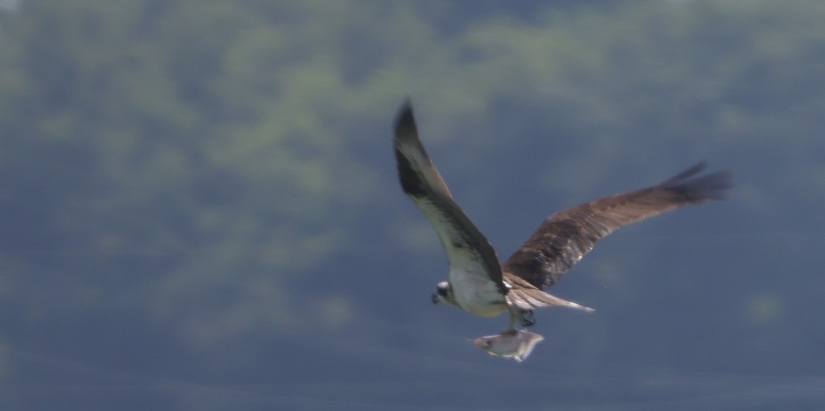 Osprey (American) - ML641583738