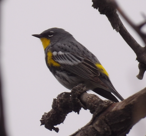 Yellow-rumped Warbler - ML641583769