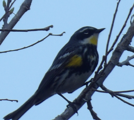 Yellow-rumped Warbler - ML641583772