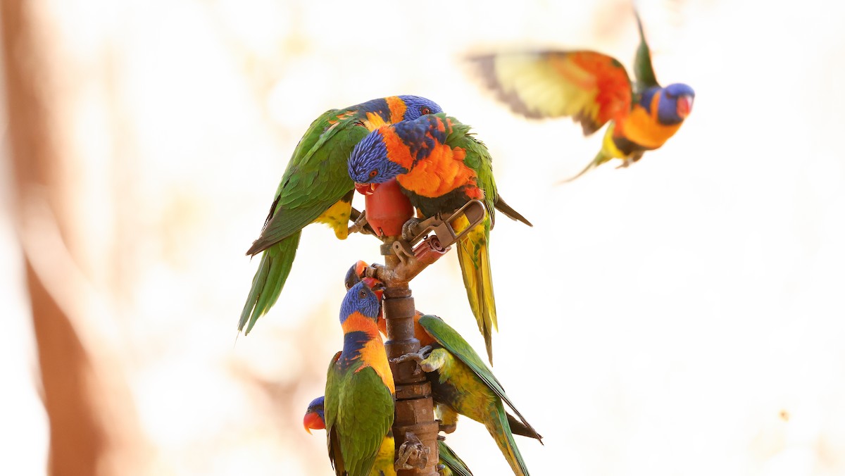 Red-collared Lorikeet - ML641583929