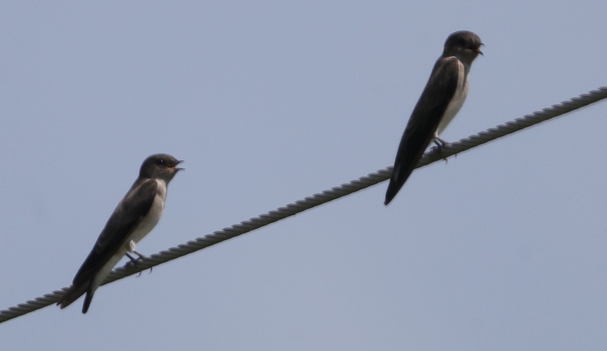 Northern Rough-winged Swallow - ML641583937