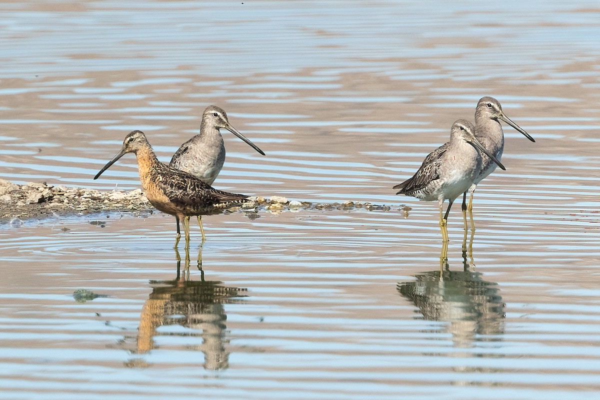 Хараалжин цууцил - ML641583947