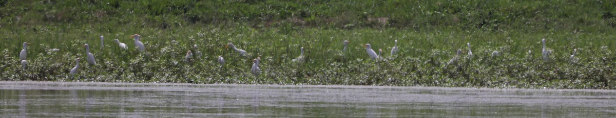Western Cattle-Egret - ML641583958