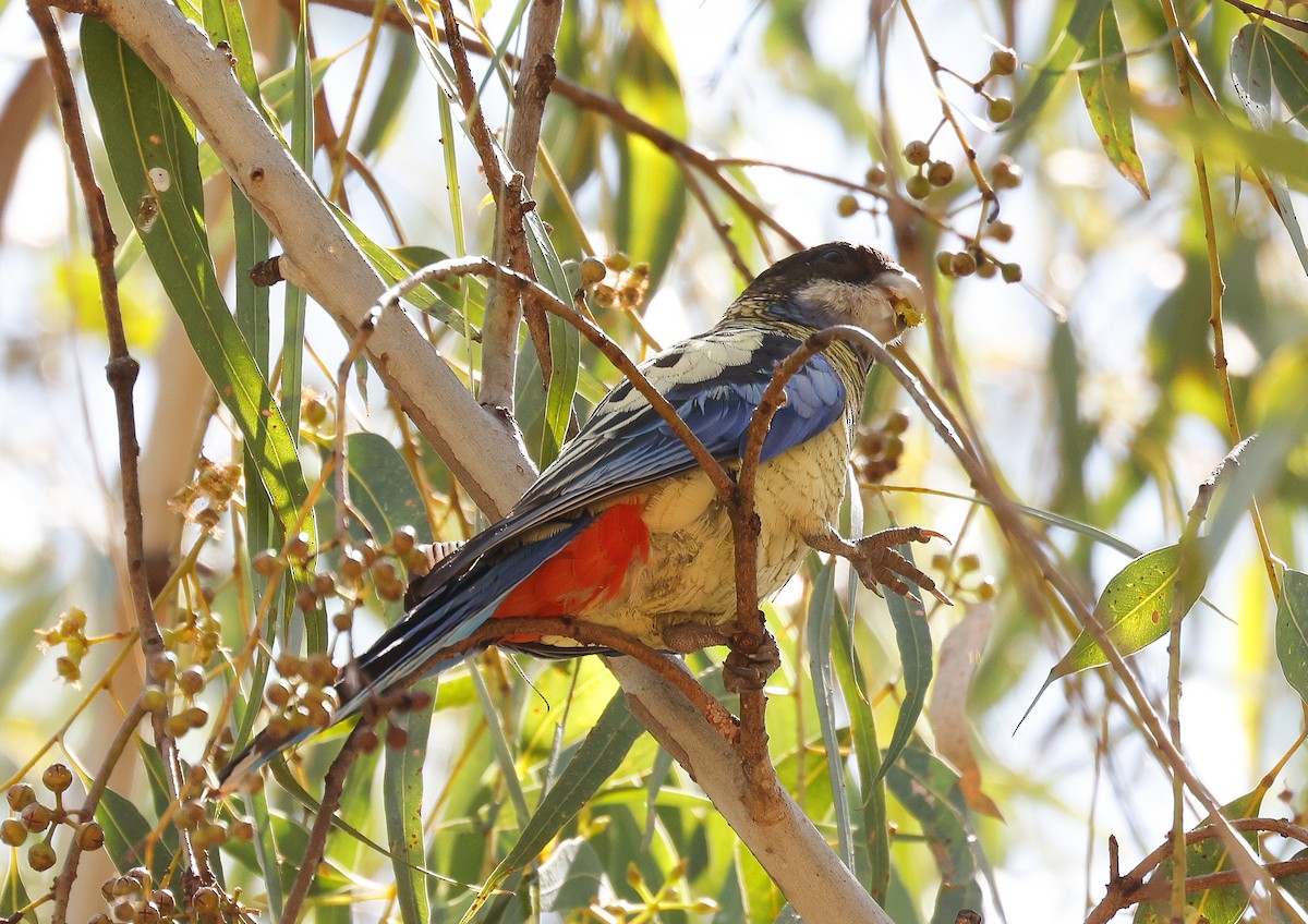 Northern Rosella - ML641583996