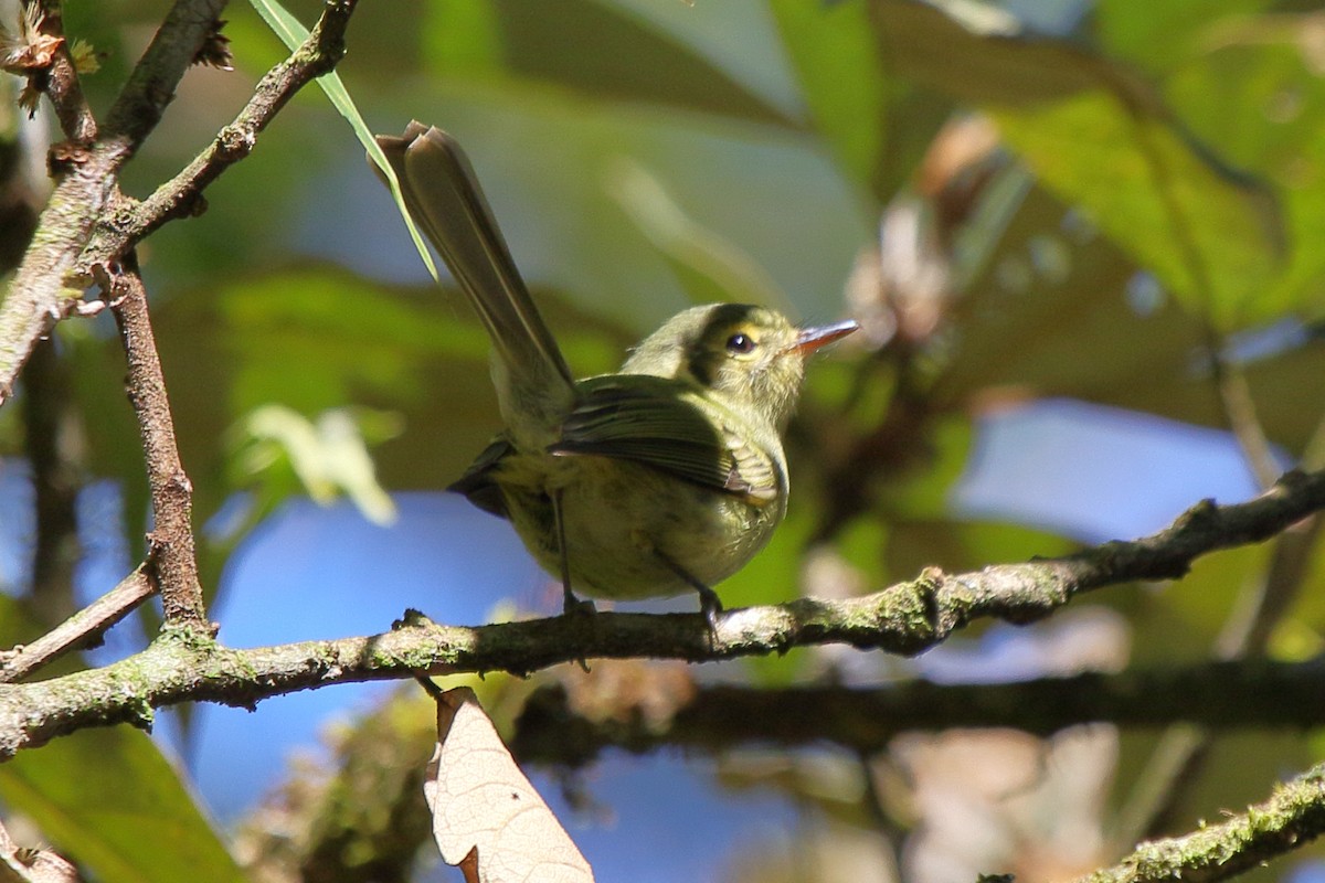 Oustalet's Tyrannulet - ML641584011