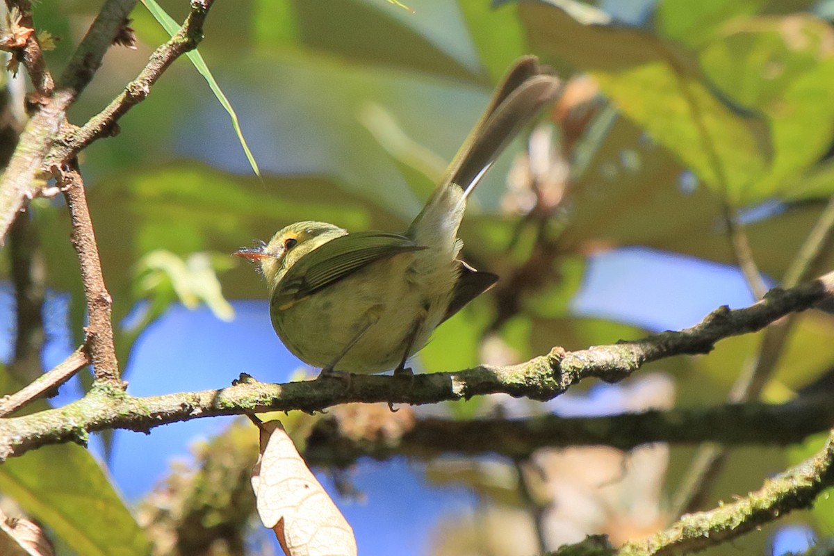 Oustalet's Tyrannulet - ML641584012