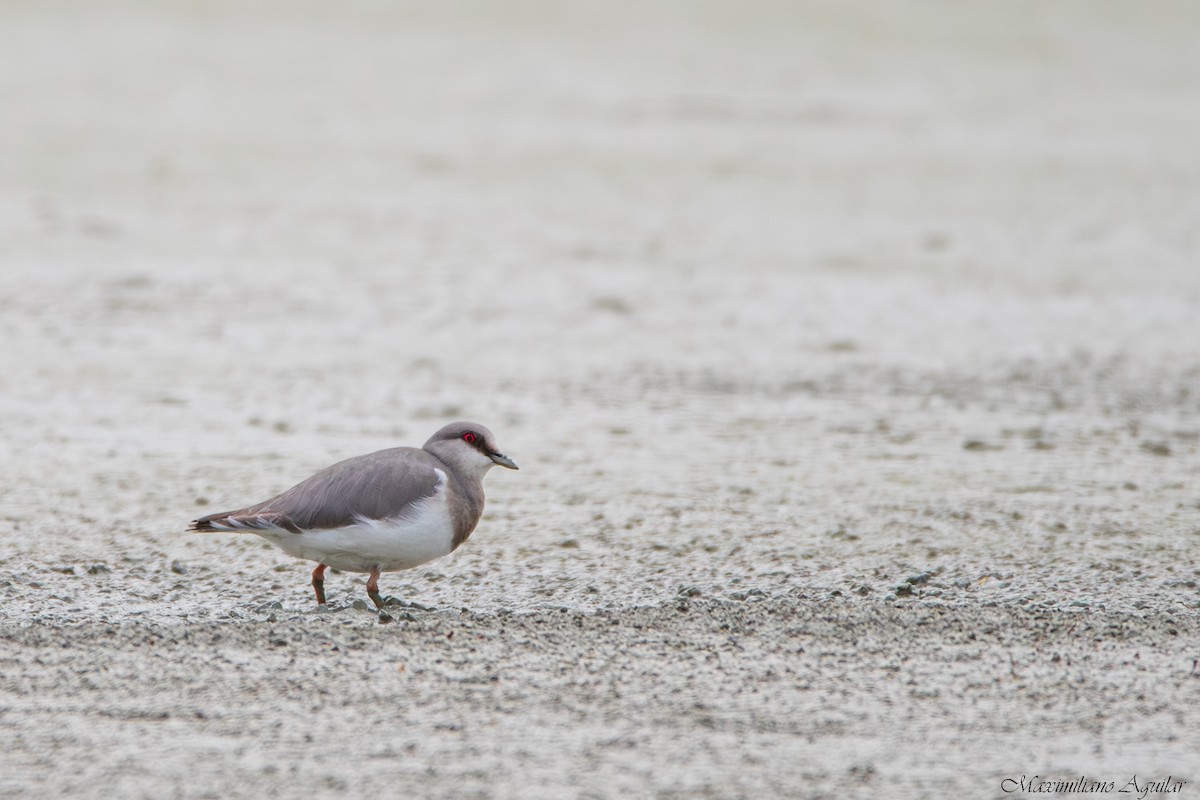 Magellanic Plover - ML641584062
