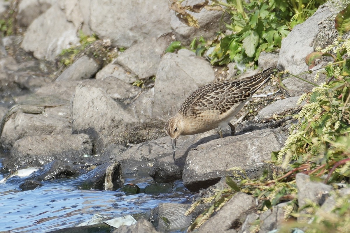 流蘇鷸 - ML641584110