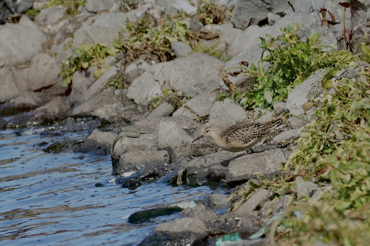 流蘇鷸 - ML641584111