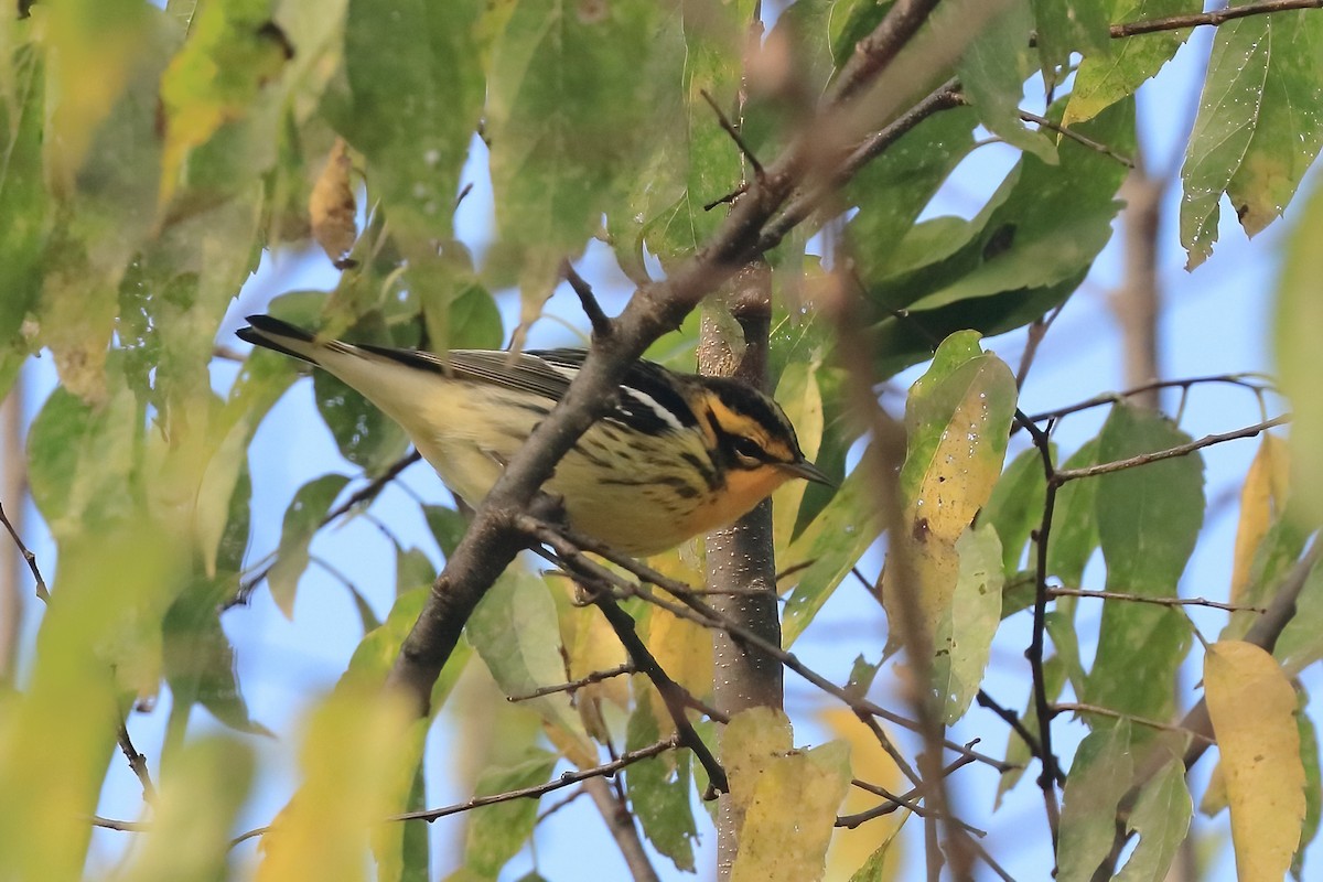 Blackburnian Warbler - ML641584143