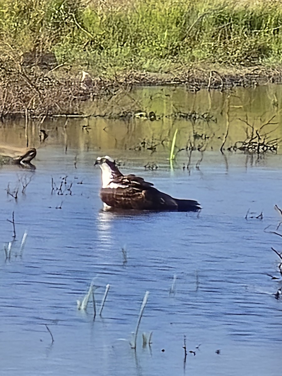 Osprey - ML641584158