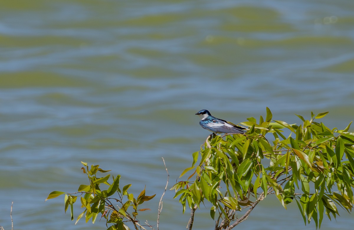 White-winged Swallow - ML641584207