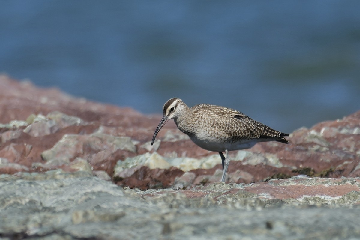 美洲中杓鷸 - ML641584217