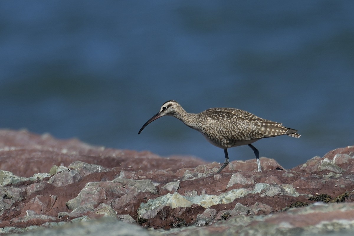 美洲中杓鷸 - ML641584218