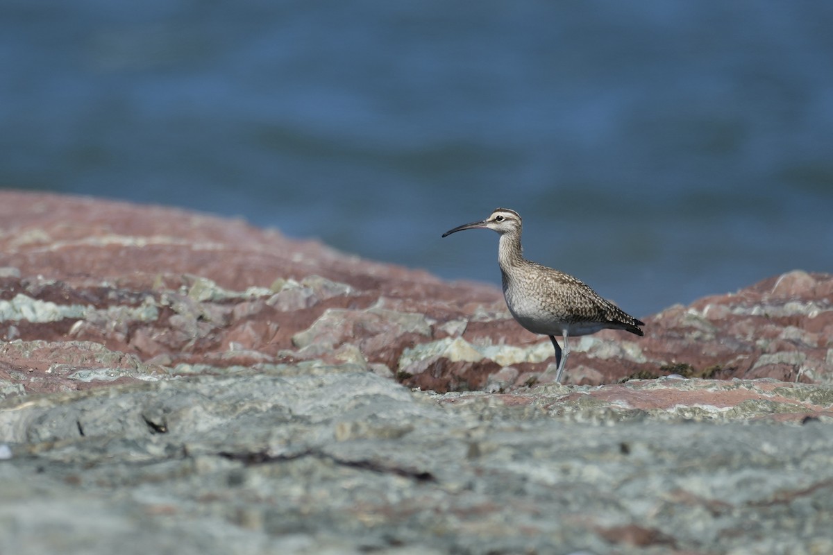 美洲中杓鷸 - ML641584220