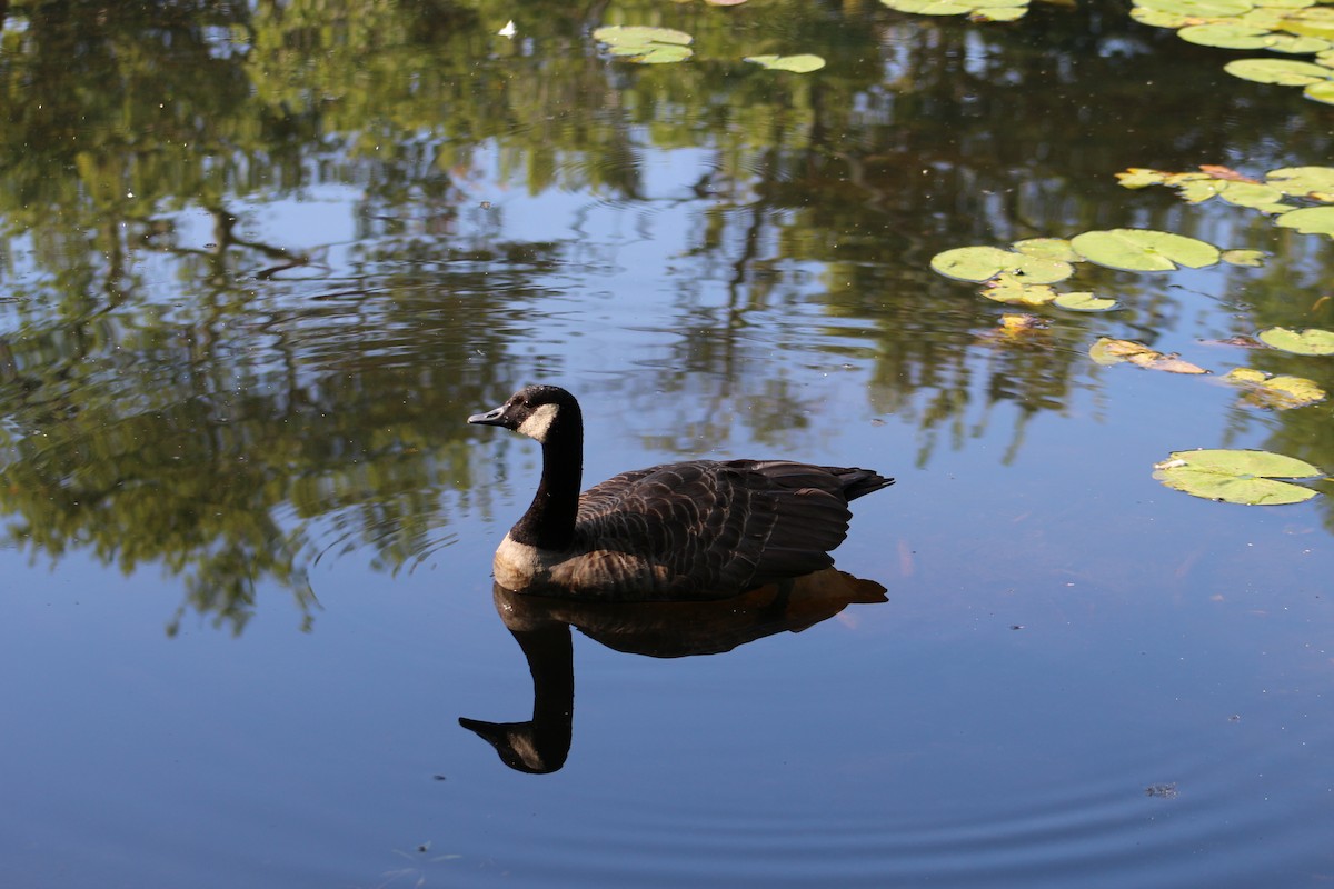 Canada Goose - ML641584232