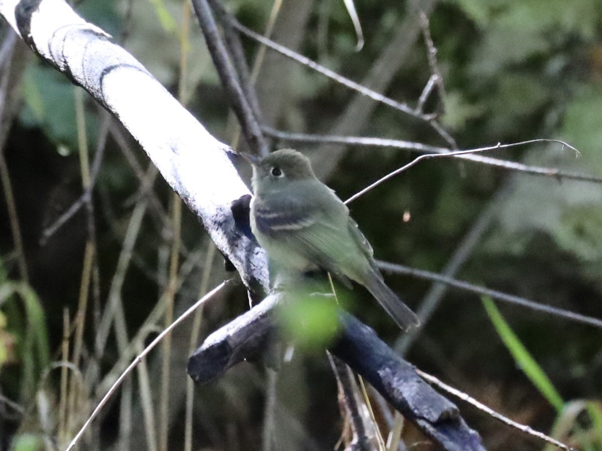 Western Flycatcher (Cordilleran) - ML641584277