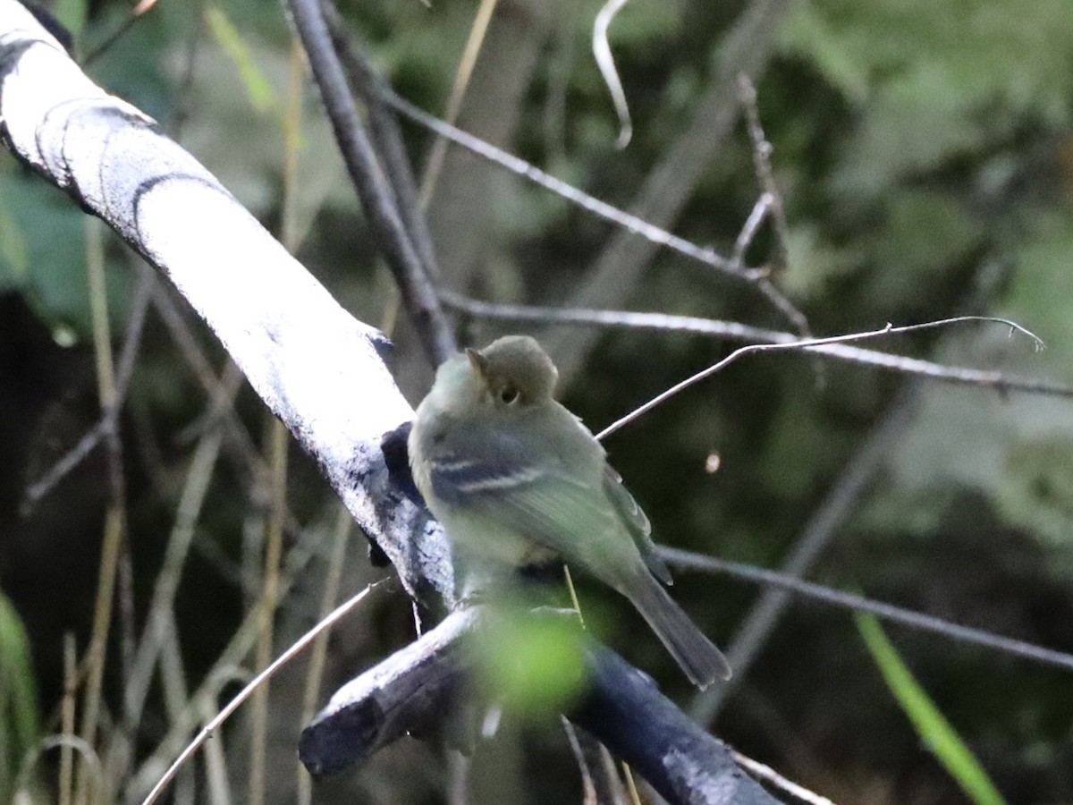 Western Flycatcher (Cordilleran) - ML641584279