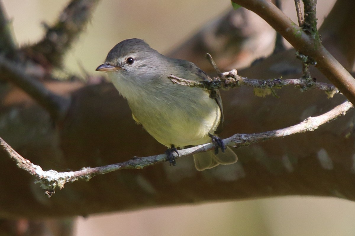 Southern Beardless-Tyrannulet - ML641584299